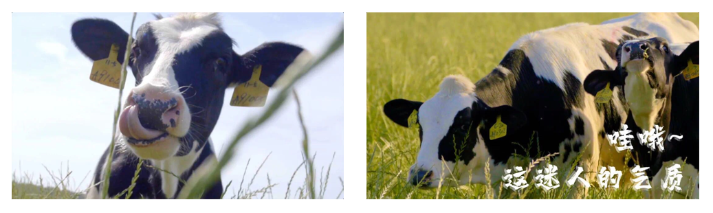 完美体育在线(中国)唯一官方网站丨每天一杯奶，幸福健康喝出来！！！