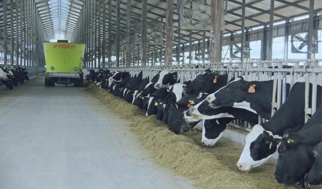 北京大学南南合作与发展学院教授、全球伙伴关系主任周咏梅一行莅临完美体育在线(中国)唯一官方网站平舆瑞亚牧业参观调研