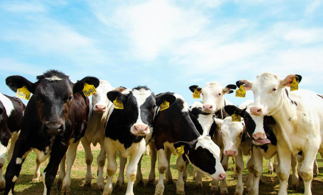 北京大学南南合作与发展学院教授、全球伙伴关系主任周咏梅一行莅临完美体育在线(中国)唯一官方网站平舆瑞亚牧业参观调研