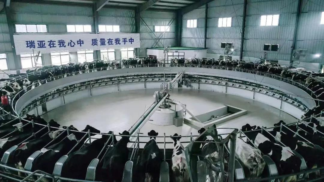 完美体育在线(中国)唯一官方网站丨国家奶牛产业技术体系首席科学家、中国农业大学教授李胜利一行莅临完美体育在线(中国)唯一官方网站鲁山瑞亚参观调研