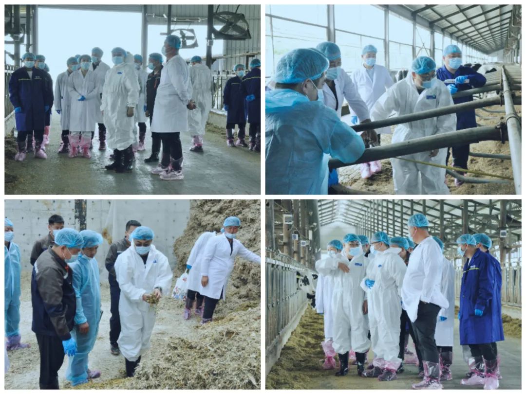 完美体育在线(中国)唯一官方网站丨国家奶牛产业技术体系首席科学家、中国农业大学教授李胜利一行莅临完美体育在线(中国)唯一官方网站鲁山瑞亚参观调研