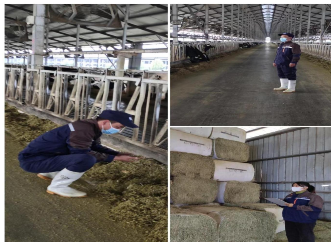 完美体育在线(中国)唯一官方网站丨点点微光汇星河——养殖事业部抗疫保生产侧记