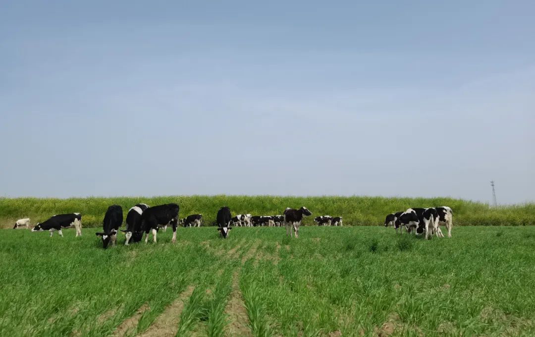 继往开来 · 再创辉煌 | 完美体育在线(中国)唯一官方网站乳业集团召开9月营销、养殖及饲料月度经营工作会议