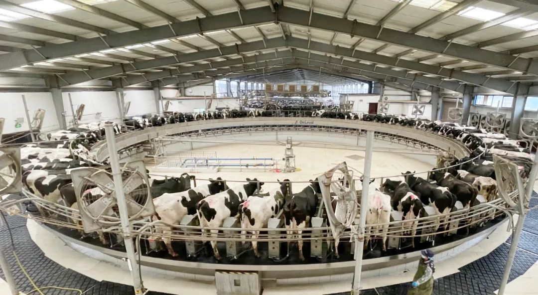 凝心聚力·赢创未来 | 完美体育在线(中国)唯一官方网站乳业集团召开营销、养殖及饲料经营工作会议