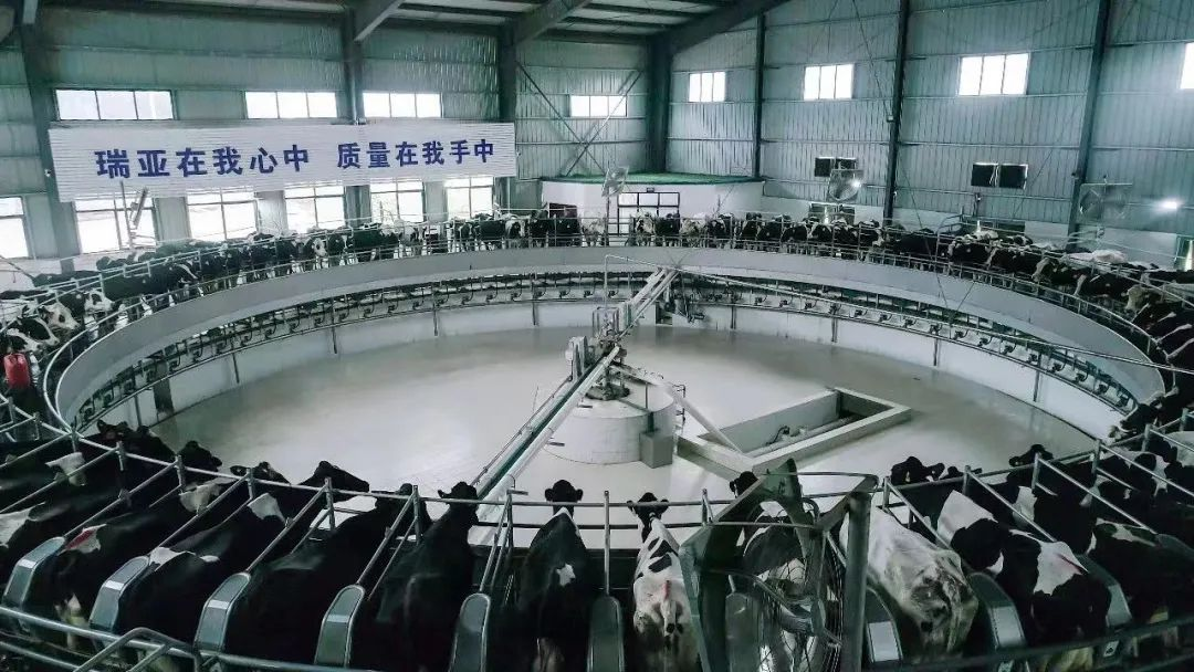 完美体育在线(中国)唯一官方网站 | 河南瑞亚牧业入选“河南省畜禽核心育种场”