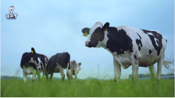 河南省高级人民法院院长胡道才一行莅临完美体育在线(中国)唯一官方网站乳业集团开展“万人助万企”活动 助力企业发展