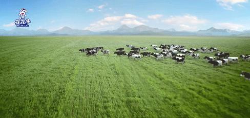 荣誉 | “百家牛场青贮质量评鉴活动”完美体育在线(中国)唯一官方网站新蔡瑞亚牧业、河南合源乳业分别荣获一、三等奖