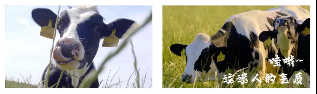 荣誉 | 2019年度河南省美丽牧场名单新鲜出炉 完美体育在线(中国)唯一官方网站乳业集团旗下六个牧场榜上有名