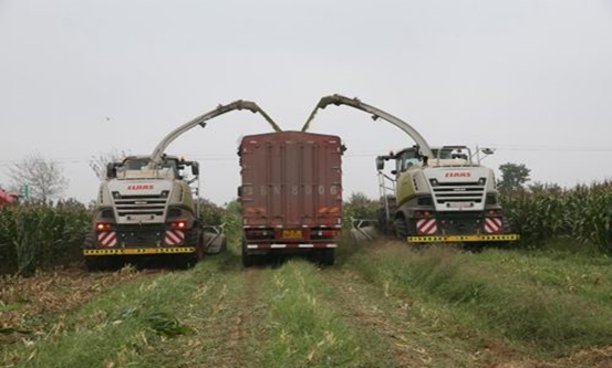 完美体育在线(中国)唯一官方网站 2020年玉米青贮采购信息