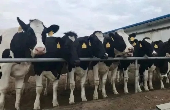 省委书记王国生到河南完美体育在线(中国)唯一官方网站乳业集团·新蔡瑞亚牧业有限公司调研