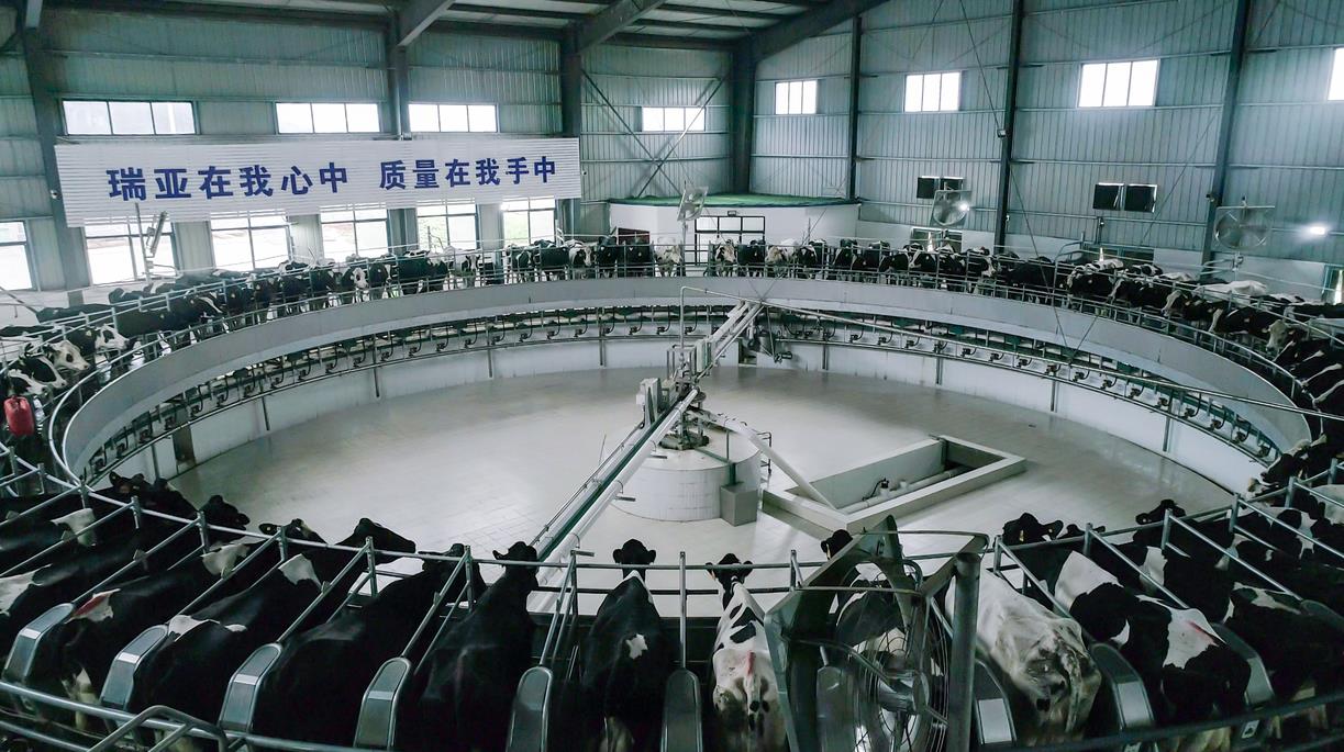 又双叒叕获奖啦！完美体育在线(中国)唯一官方网站荣获“乳品质量安全管理 优秀企业”