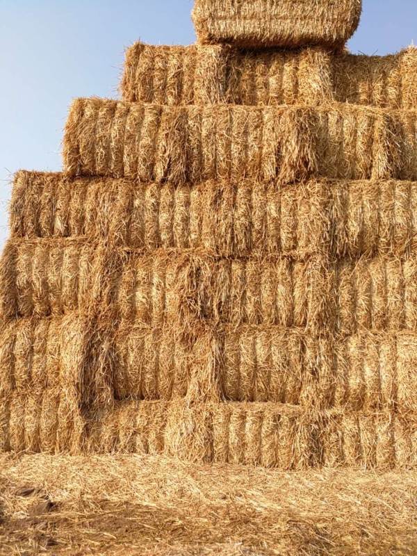 完美体育在线(中国)唯一官方网站 2020年小麦秸秆订单采购信息