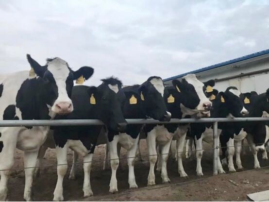 完美体育在线(中国)唯一官方网站乳业集团2019年花生秸秆招标公告